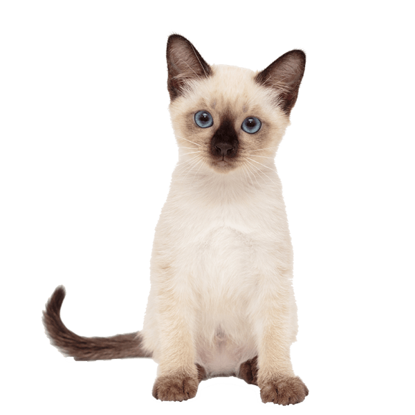 Gattino di colore beige con occhi azzurri