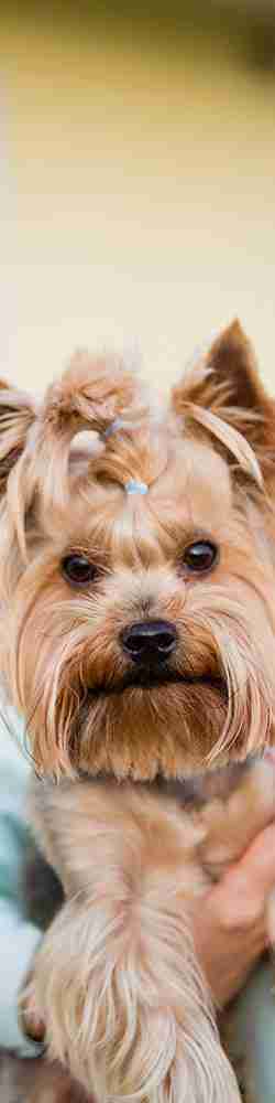 Cagnolino di razza yorkshire con codini