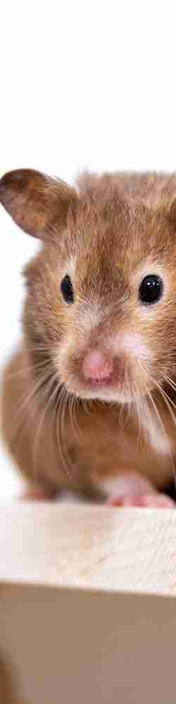 Criceto di colore beige