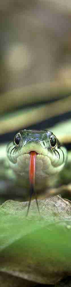 Serpente di colore verde con lingua biforcuta