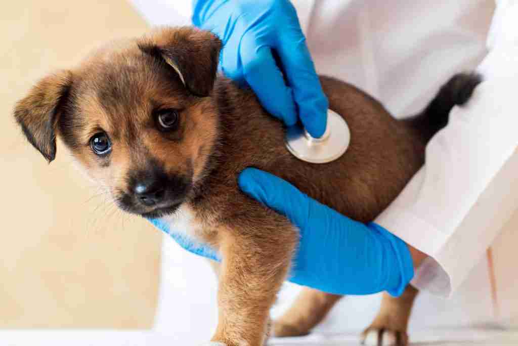 Esame delle feci: come tenere d’occhio la salute dei nostri amici animali￼