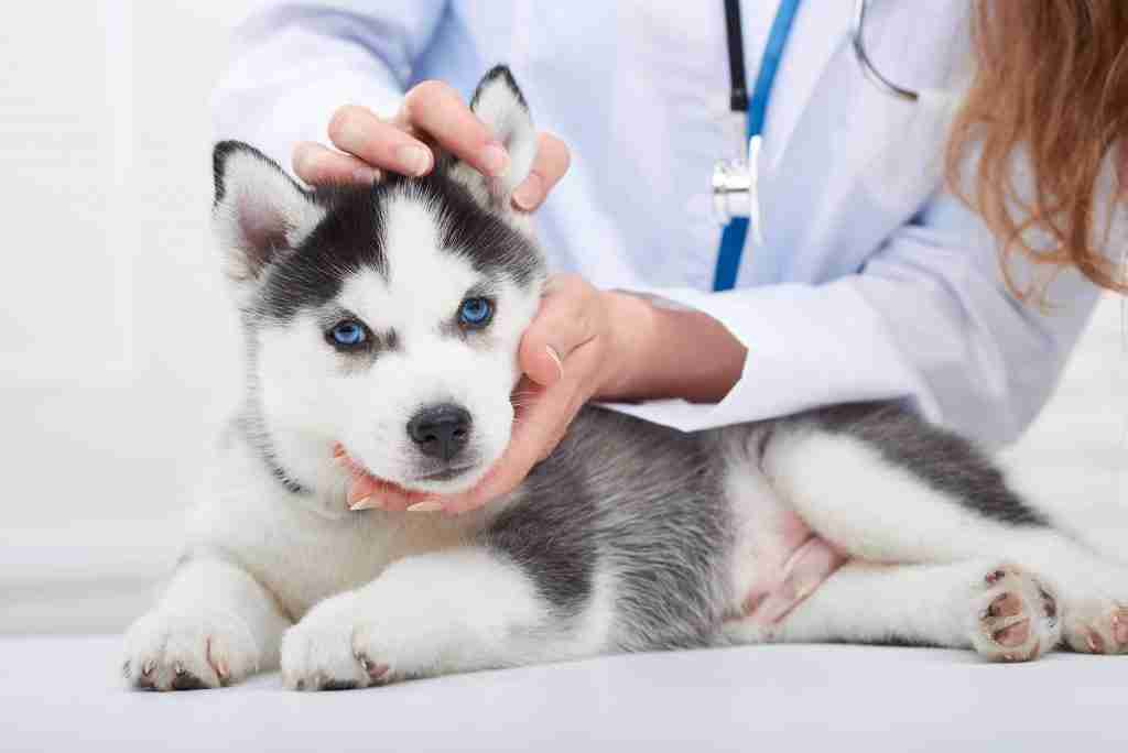 Esame delle urine: perché è importante per il benessere dei nostri animali
