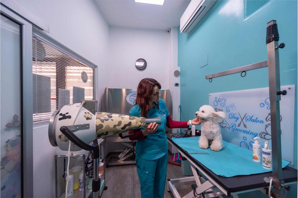 Bichon frisé e veterinaria durante l'asciugatura del pelo in clinica veterinaria