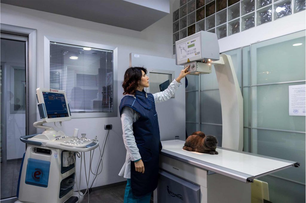 Veterinaria durante una radiografia a un gattino