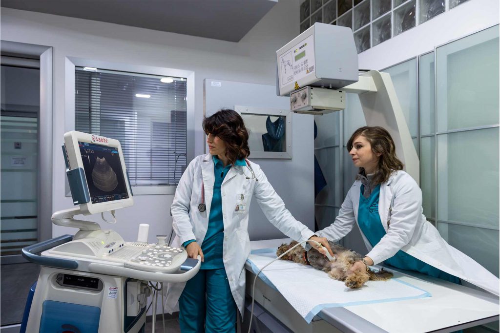 Veterinarie durante un'ecografia a un cagnolino