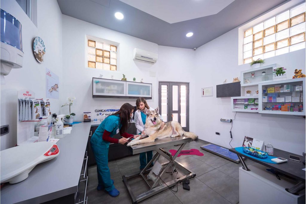 Panoramica della sala mentre due veterinarie visitano un cane lupo