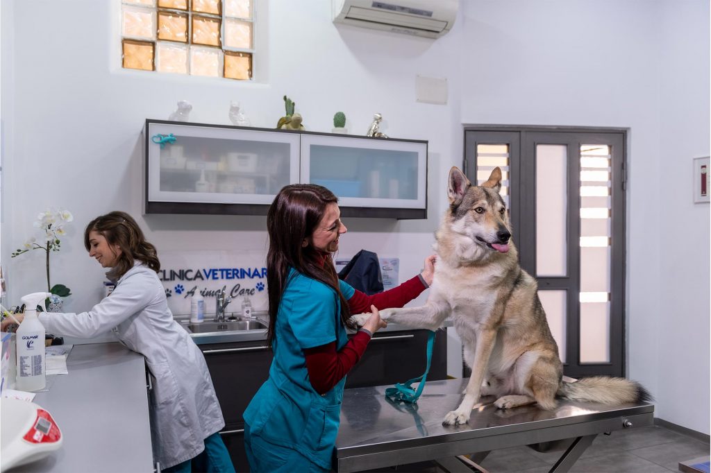 Veterinarie durante una visita di medicina comportamentale a un cane lupo