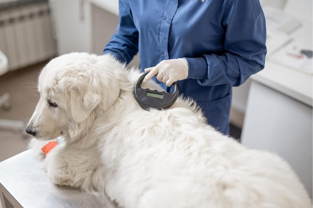 Veterinario che controlla il microchip di un golden retriever dal pelo bianco