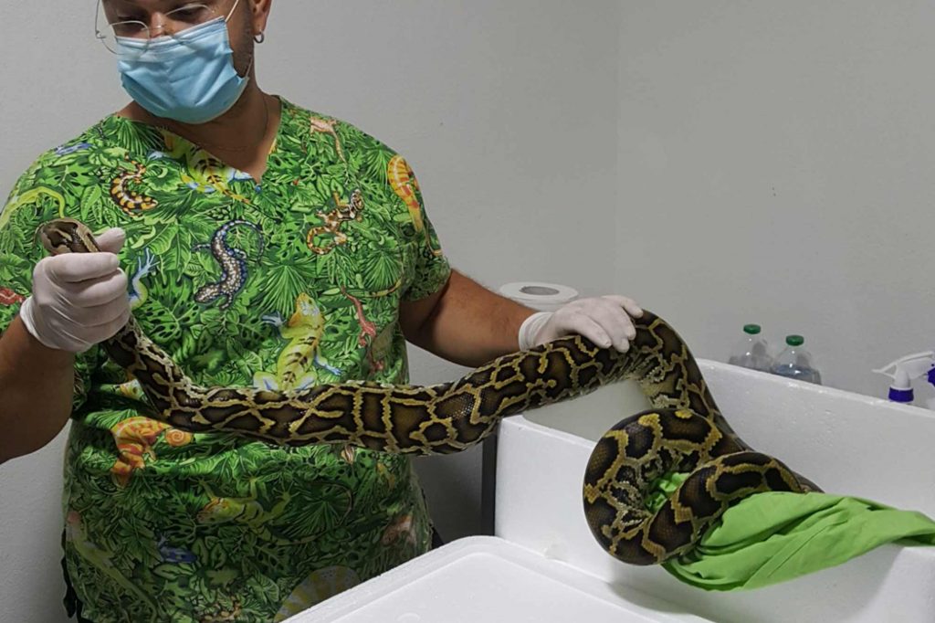Veterinario mentre visita un serpente in clinica veterinaria