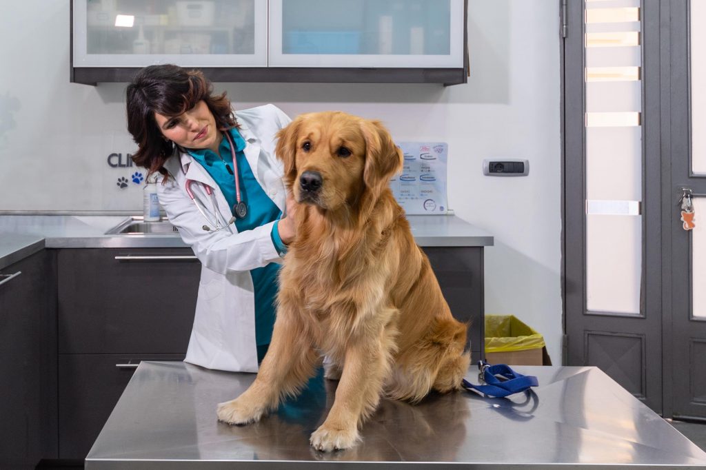 Veterinaria della clinica Animal care mentre visita un cane