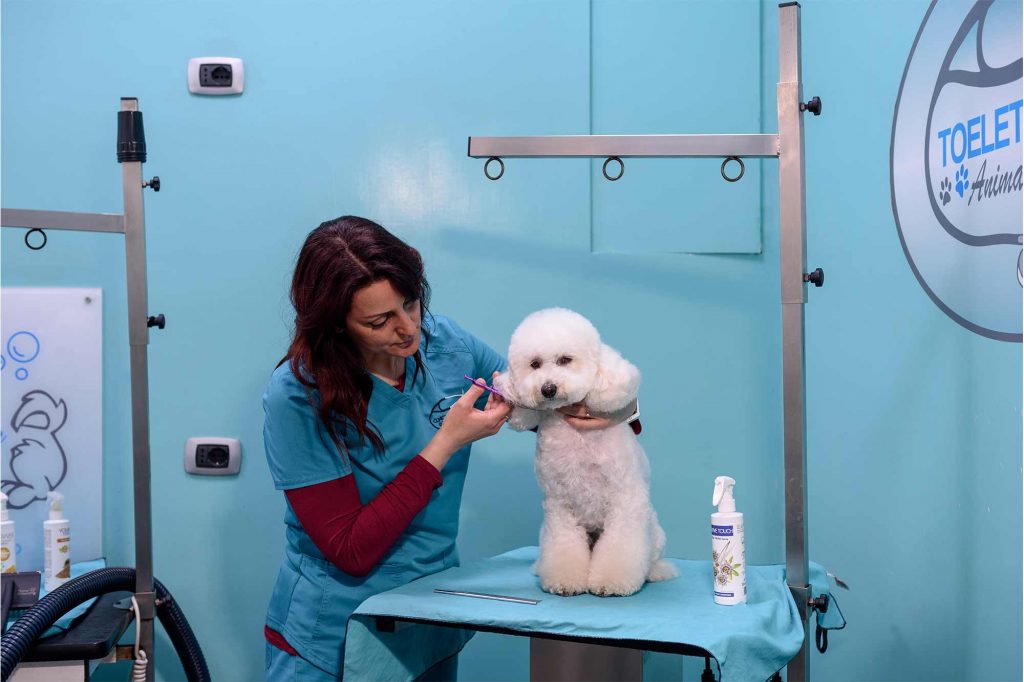 Bichon frisé e veterinaria durante il taglio del pelo in clinica veterinaria