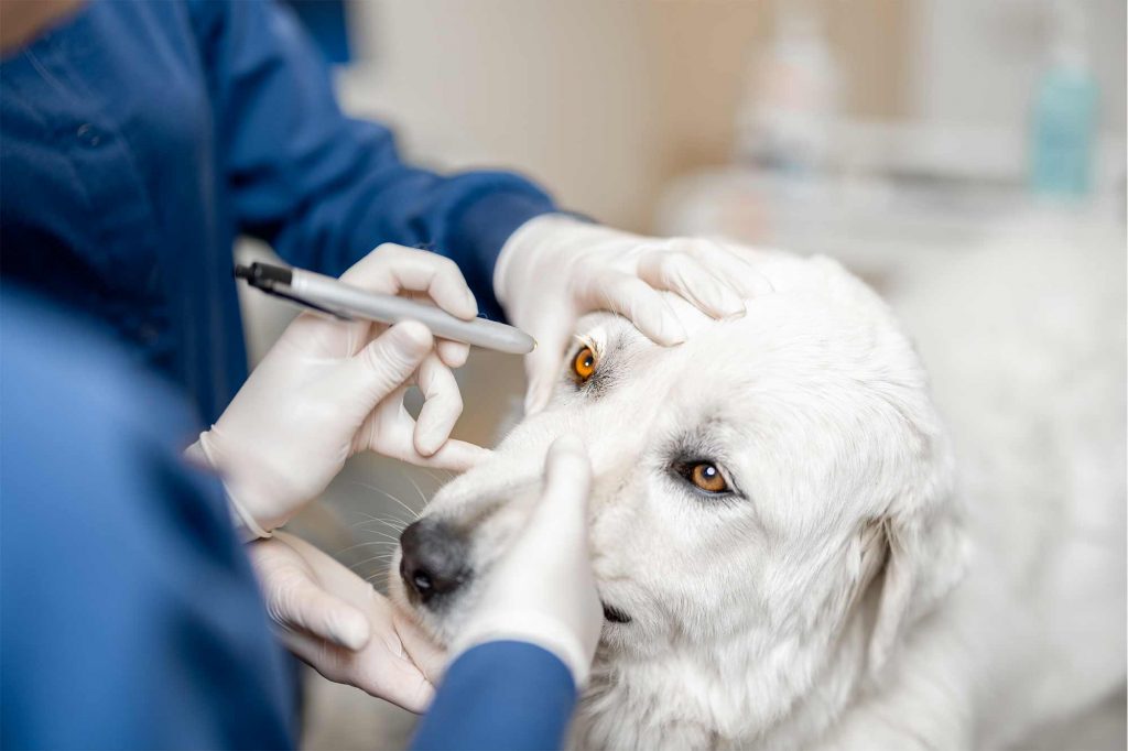 Due veterinari visitano un golden retriever con laser per gli occhi