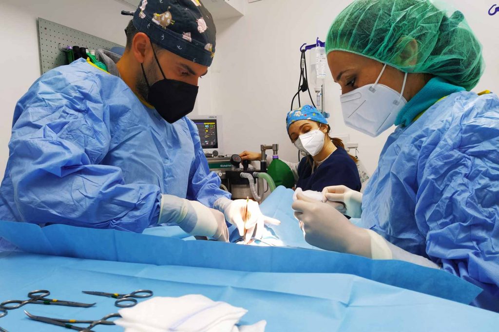 Veterinari durante un intervento di chirurgia specialistica in clinica veterinaria, foto a colori