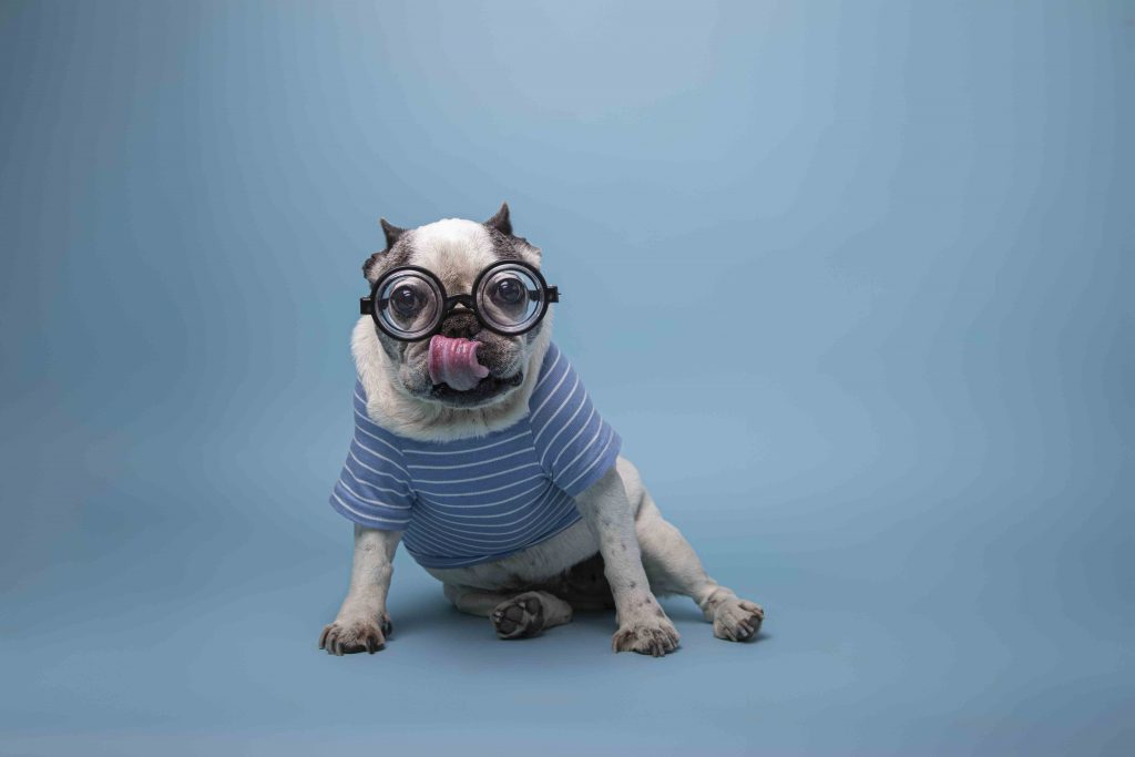 Bulldog francese con occhiali e magliettina a strisce
